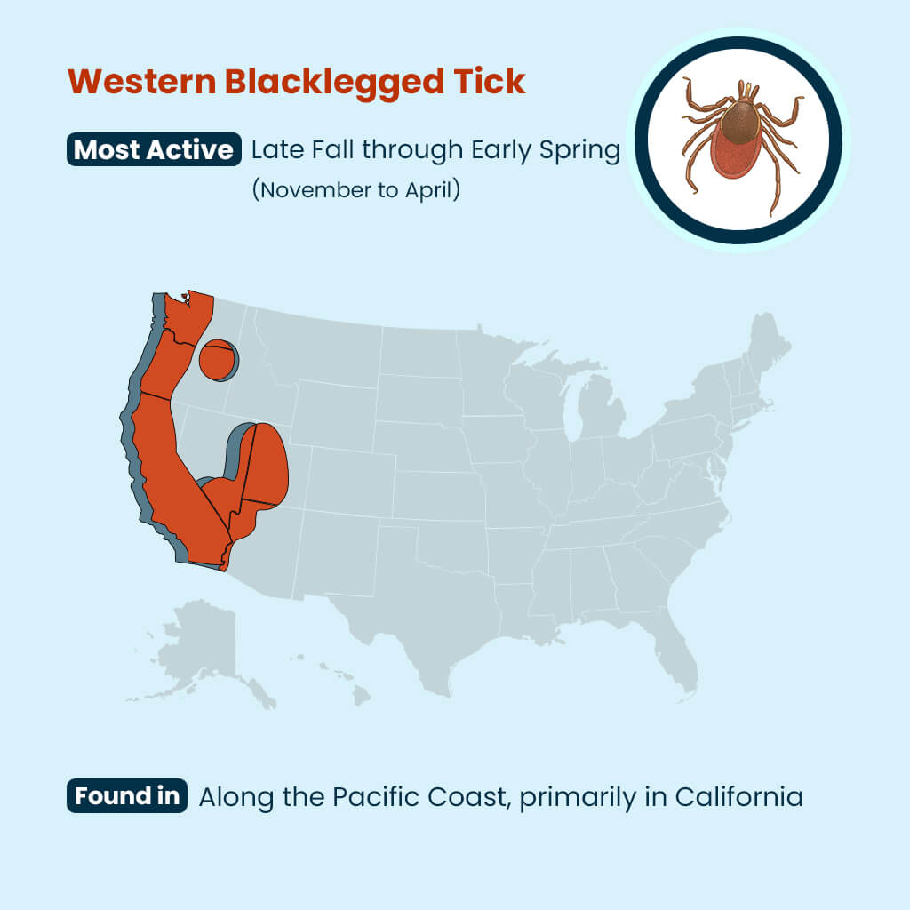 Western Blacklegged Tick Gulf Coast Tick