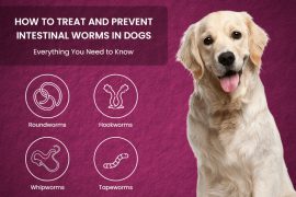 Common Intestinal Worms in Dogs