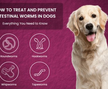 Common Intestinal Worms in Dogs