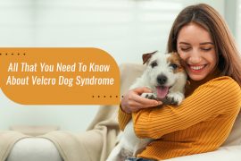 Velcro Dog Syndrome Causes