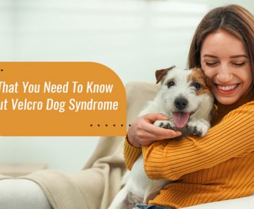Velcro Dog Syndrome Causes