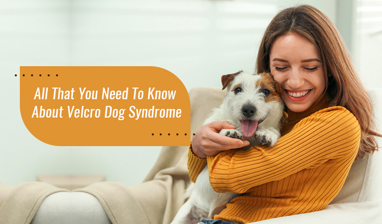 Velcro Dog Syndrome Causes