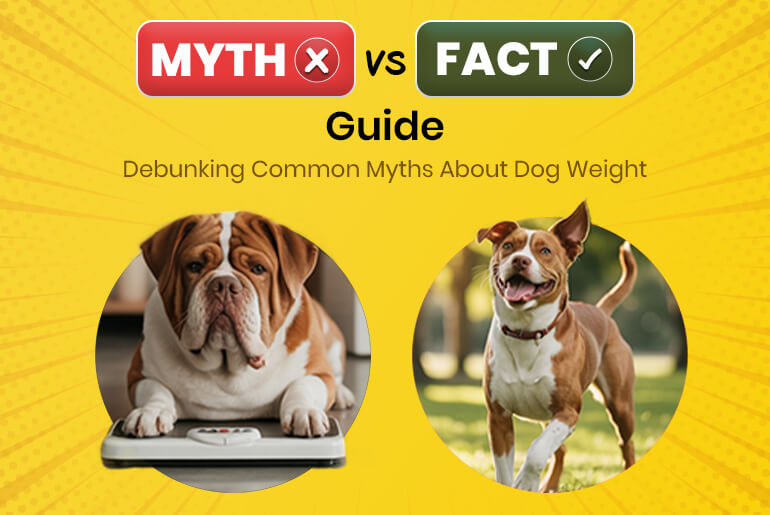 Common Myths About Dog Weight
