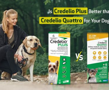 How Credelio Plus is better than Credelio Quattro