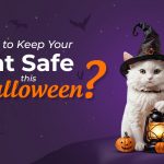 Cat Safety in Halloween
