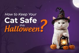 Cat Safety in Halloween