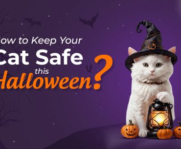 Cat Safety in Halloween