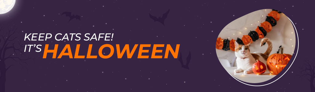 Keep cats safe! It’s Halloween