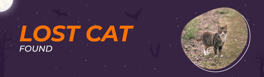 Lost cat found