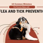 Flea and Tick Prevention Mistake