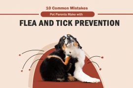Flea and Tick Prevention Mistake