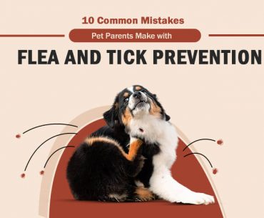 Flea and Tick Prevention Mistake