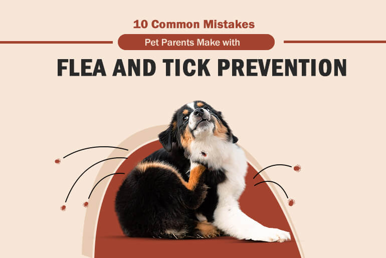 Flea and Tick Prevention Mistake