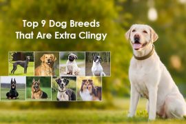 Velcro dog breeds