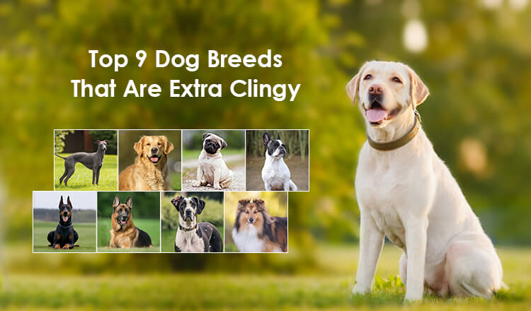 Velcro dog breeds