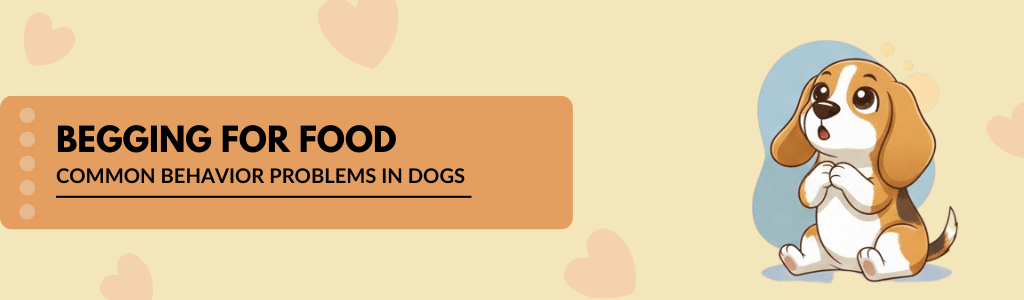 Begging for food common behavior problems in dogs