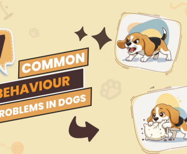 7 Common Behavioral Problems in Dogs & Tips to Fix Them
