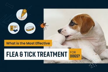 Flea and Tick Treatment Options Oral Topical Collar for Dogs