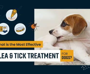 Flea and Tick Treatment Options Oral Topical Collar for Dogs