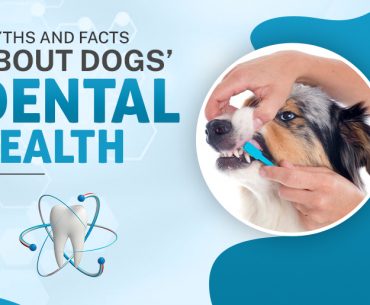 Myths and Facts About Dogs’ Dental Health