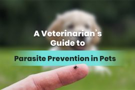 Veterinarian’s Guide to Parasite Prevention in Dogs and Cats