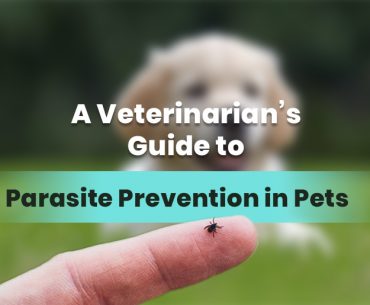 Veterinarian’s Guide to Parasite Prevention in Dogs and Cats