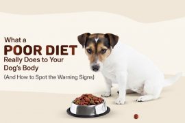 dog poor diet warning signs