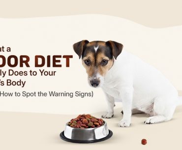 dog poor diet warning signs