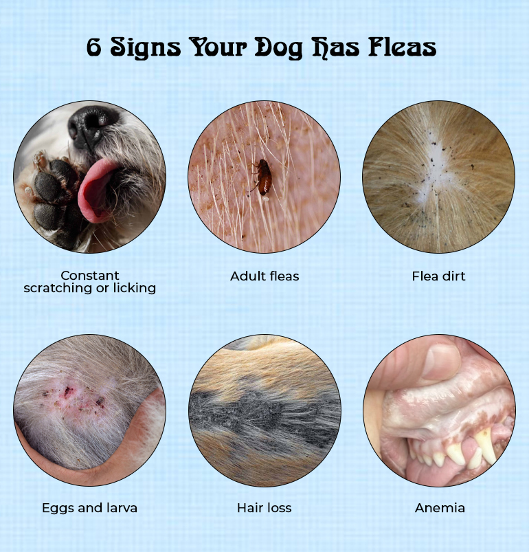 Signs Your Dog Has Fleas