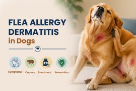Flea-Allergy-Dermatitis-in-Dogs-symptoms-causes-treatment-preventions