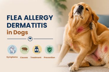 Flea-Allergy-Dermatitis-in-Dogs-symptoms-causes-treatment-preventions