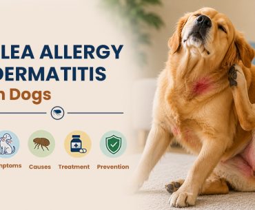 Flea-Allergy-Dermatitis-in-Dogs-symptoms-causes-treatment-preventions