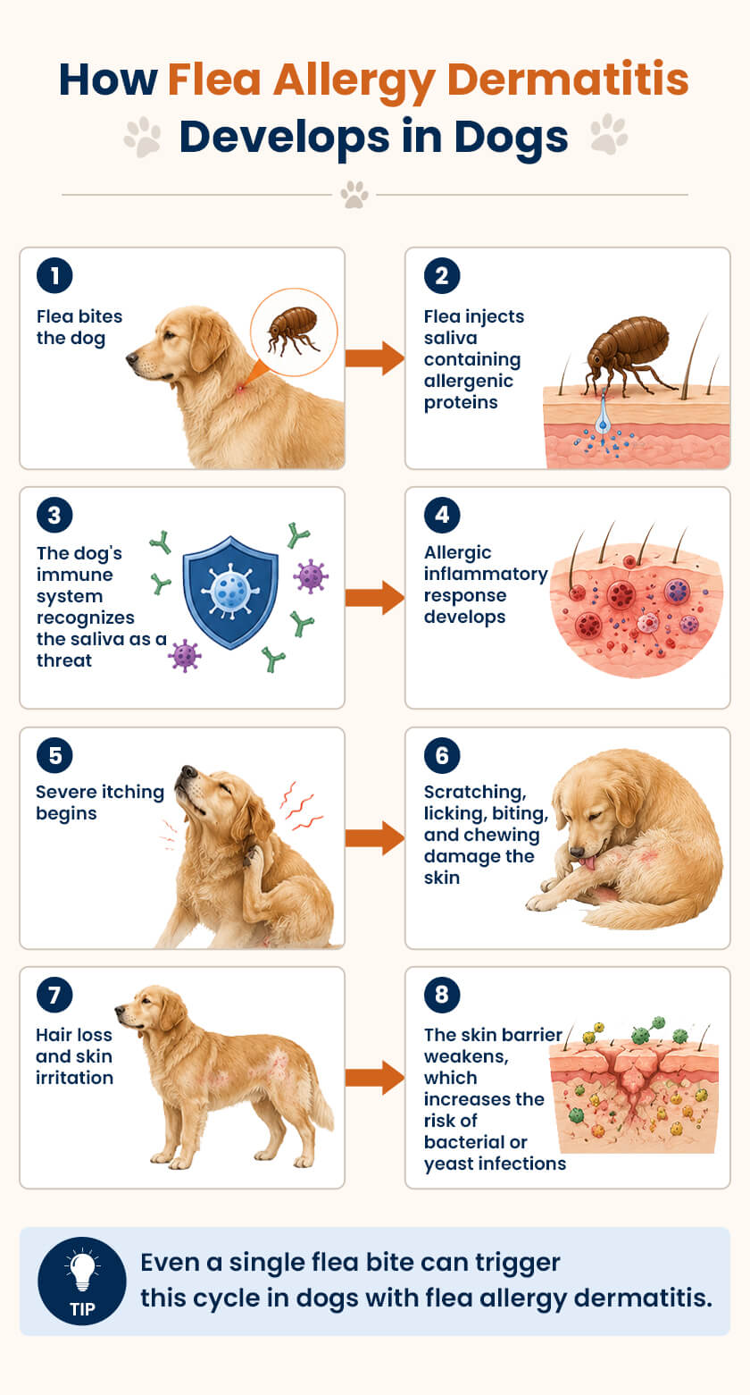 How Flea Allergy Dermatitis Happens in Dogs