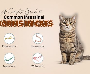 Common Intestinal Worms in Cats and How to Treat Them